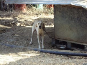 74.000 ευρώ διοικητικό πρόστιμο για την κακοποίηση δεκάδων ζώων από παράνομο εκτροφέα στα Χανιά